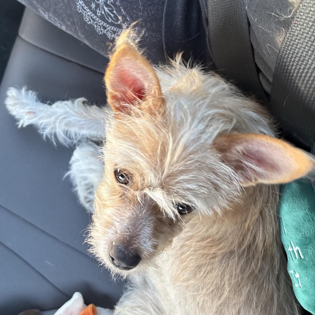 butters, a Adoptable mixed breed in Bellingham, WA image 3/4