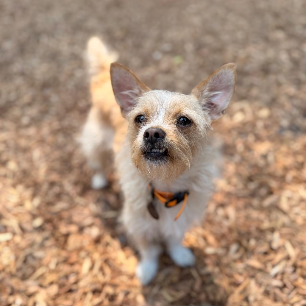 Enlarge butters, a Adoptable mixed breed in Bellingham, WA image 6/6