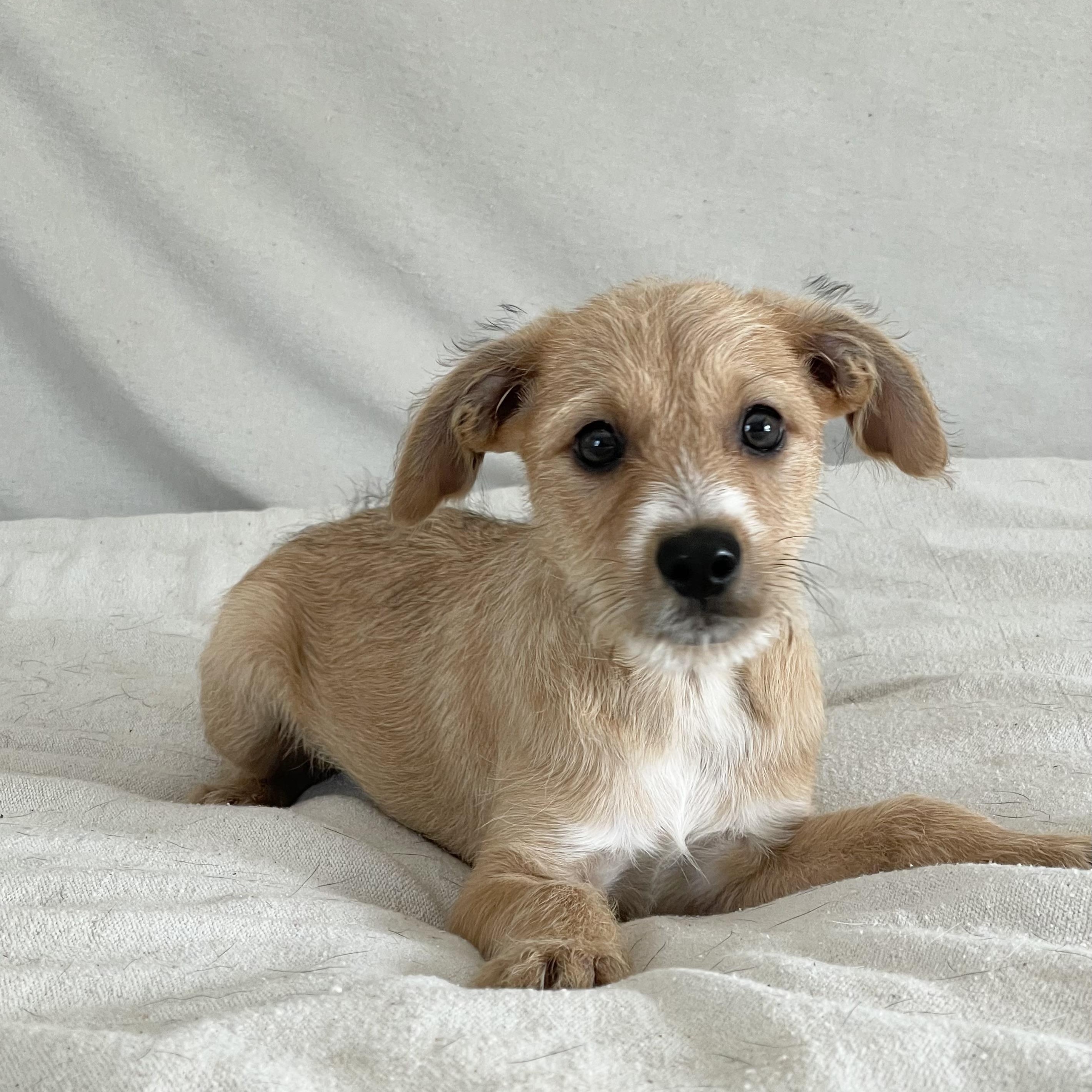 Enlarge Sweet Walsh, a ADOPTABLE mixed breed in West Hartford , CT image 3/4