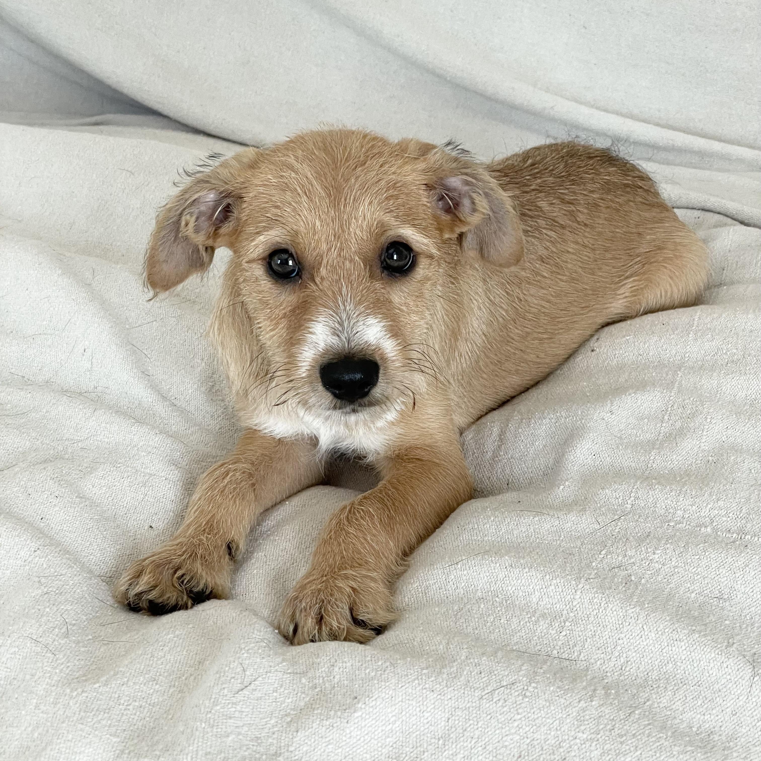 Enlarge Sweet Walsh, a ADOPTABLE mixed breed in West Hartford , CT image 1/4