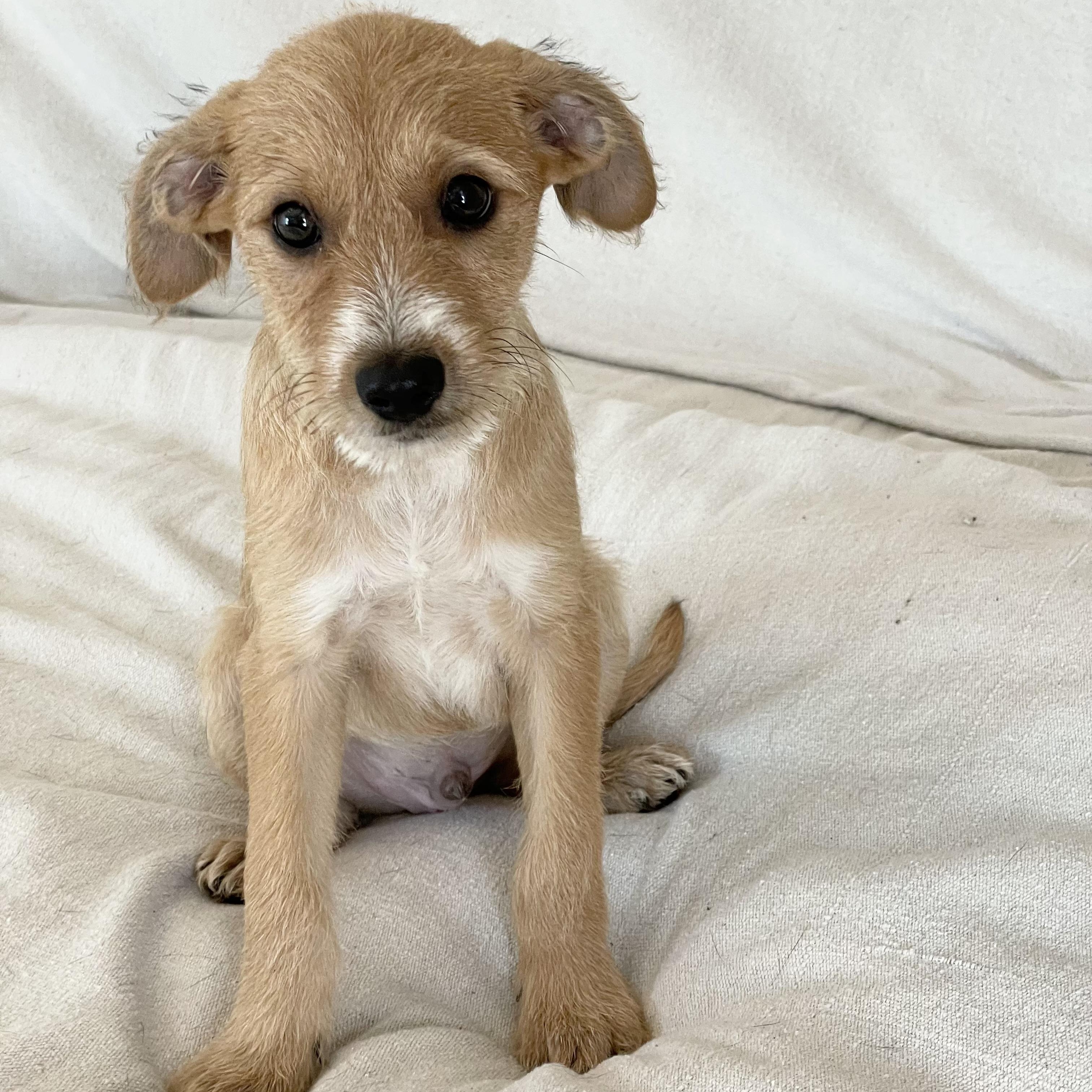 Enlarge Sweet Walsh, a ADOPTABLE mixed breed in West Hartford , CT image 4/4