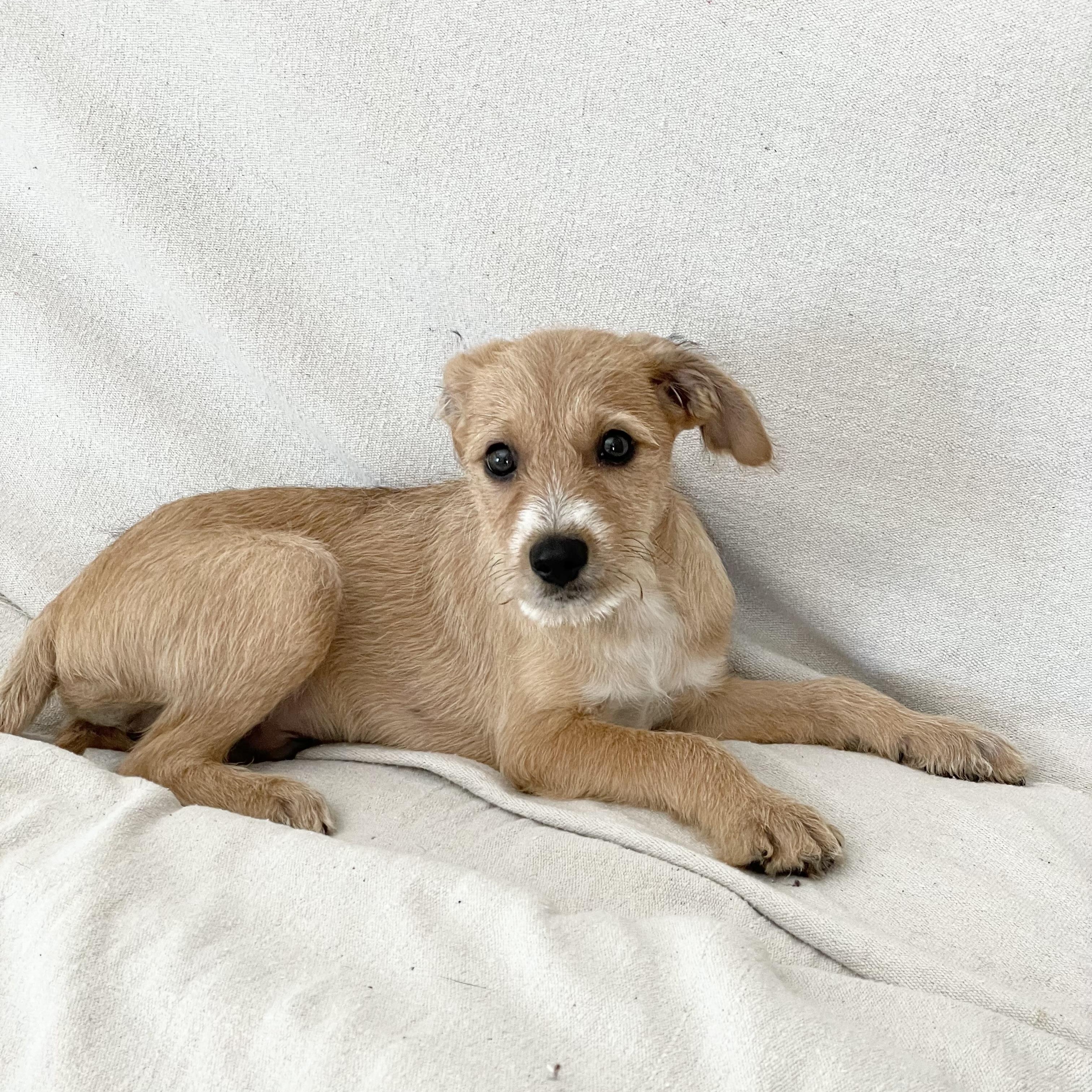 Enlarge Sweet Walsh, a ADOPTABLE mixed breed in West Hartford , CT image 2/4