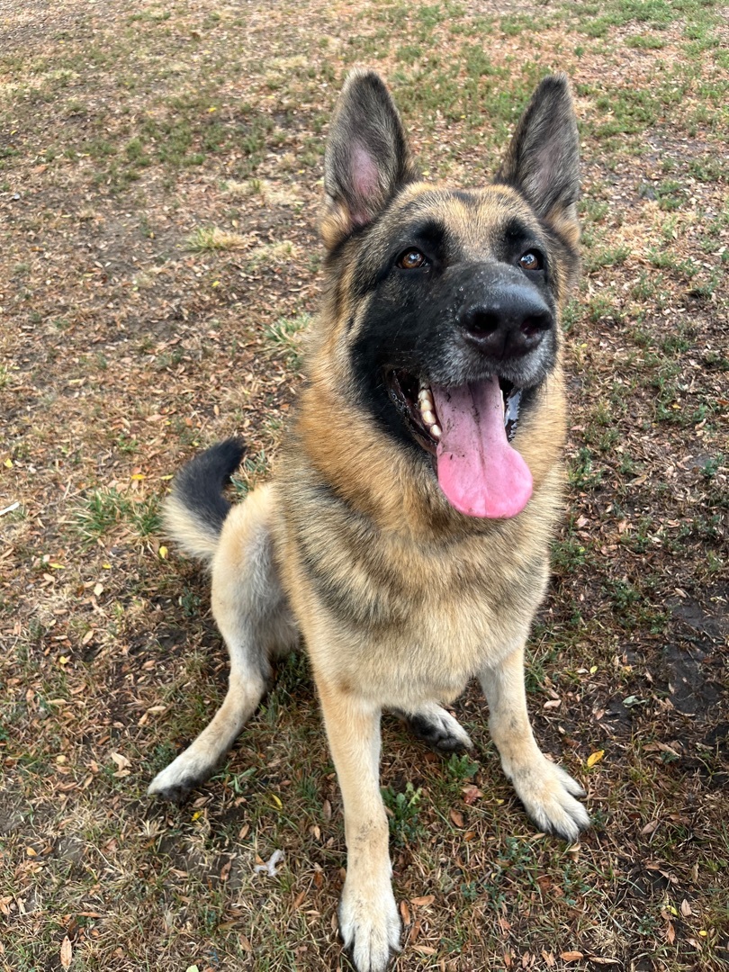 HARRISON, Adoptable, Adult Male German Shepherd Dog.