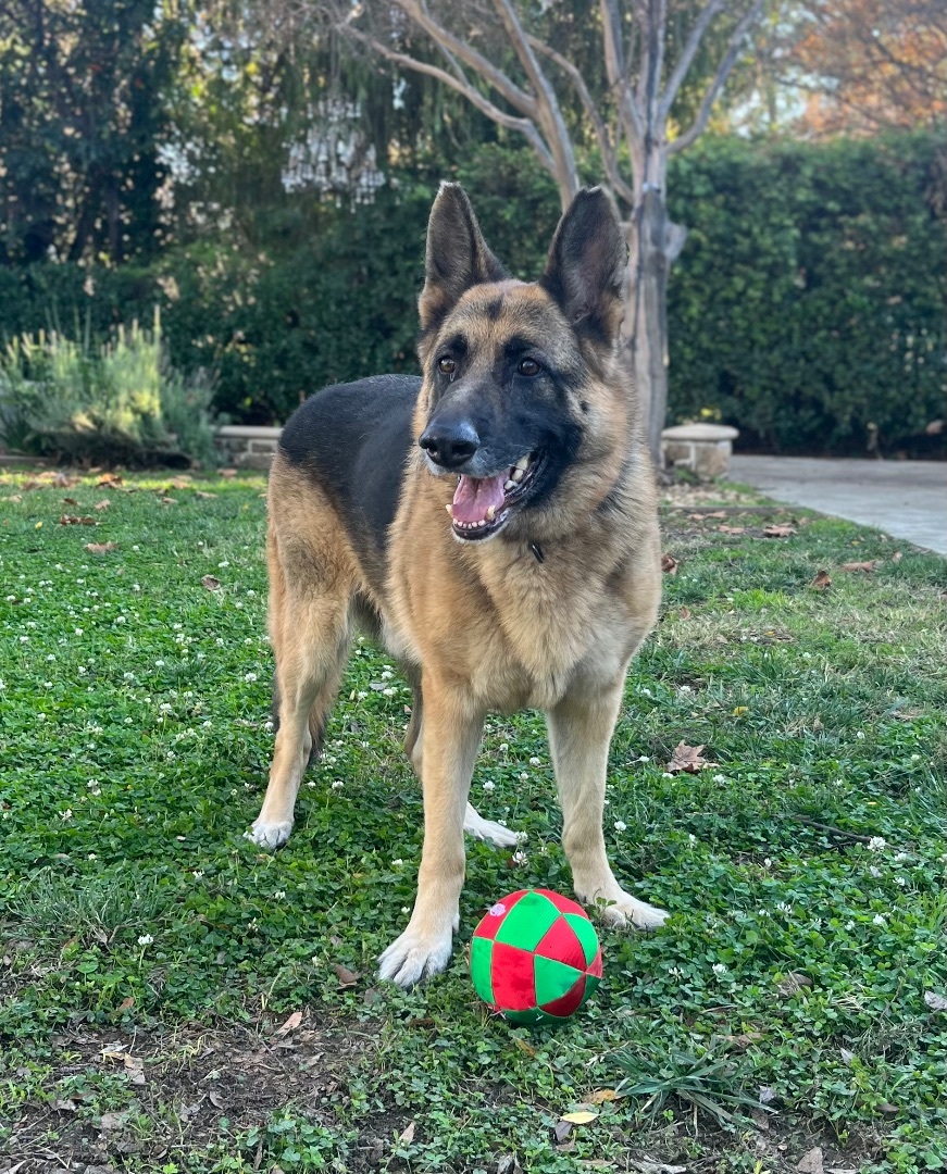 HARRISON, a Adoptable German Shepherd Dog in San Marcos, CA image 2/4