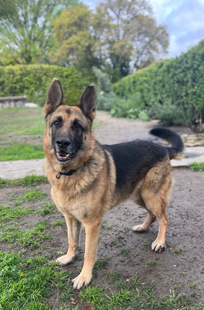 HARRISON, a Adoptable German Shepherd Dog in San Marcos, CA image 3/4