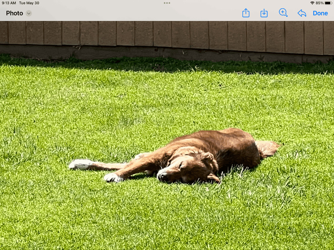 Enlarge Cocoa -Southern California , a Adopted mixed breed in St Helena Island, SC image 1/4