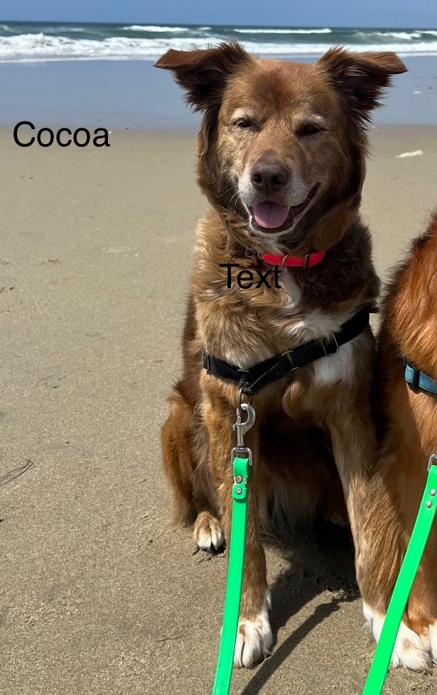 Enlarge Cocoa -Southern California , a Adopted mixed breed in St Helena Island, SC image 2/4