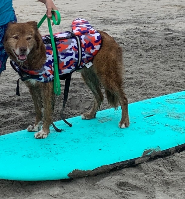 Cocoa -Southern California , Adopted, Young Female Nova Scotia Duck Tolling Retriever & Mixed Breed.
