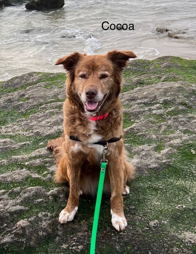 Enlarge Cocoa -Southern California , a Adopted mixed breed in St Helena Island, SC image 4/4