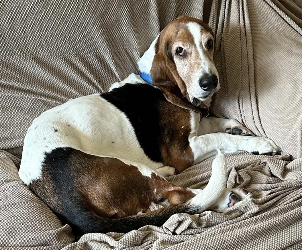 Otis , a ADOPTABLE Basset Hound in Auburndale, FL image 1/3