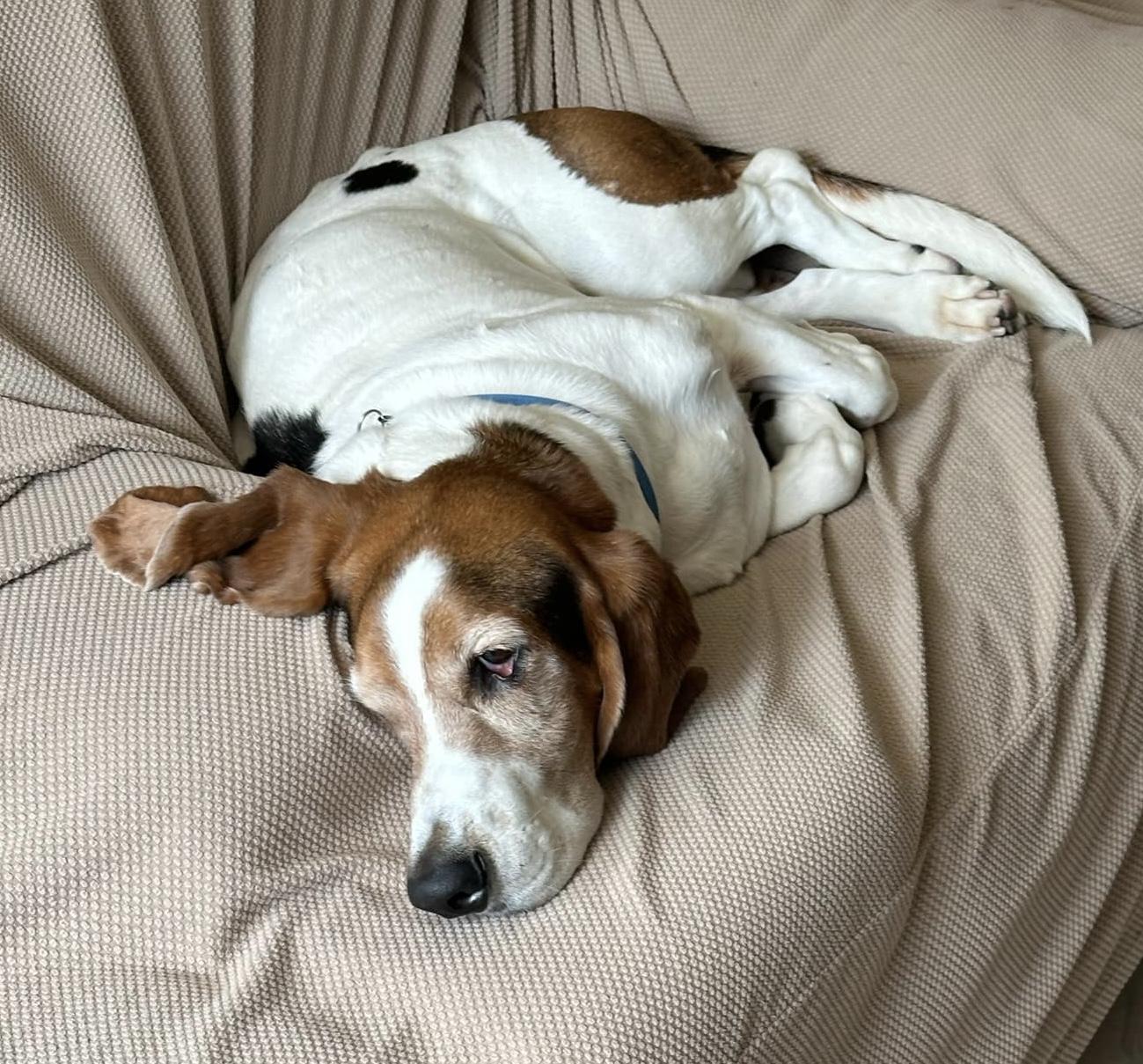 Otis , a ADOPTABLE Basset Hound in Auburndale, FL image 3/3