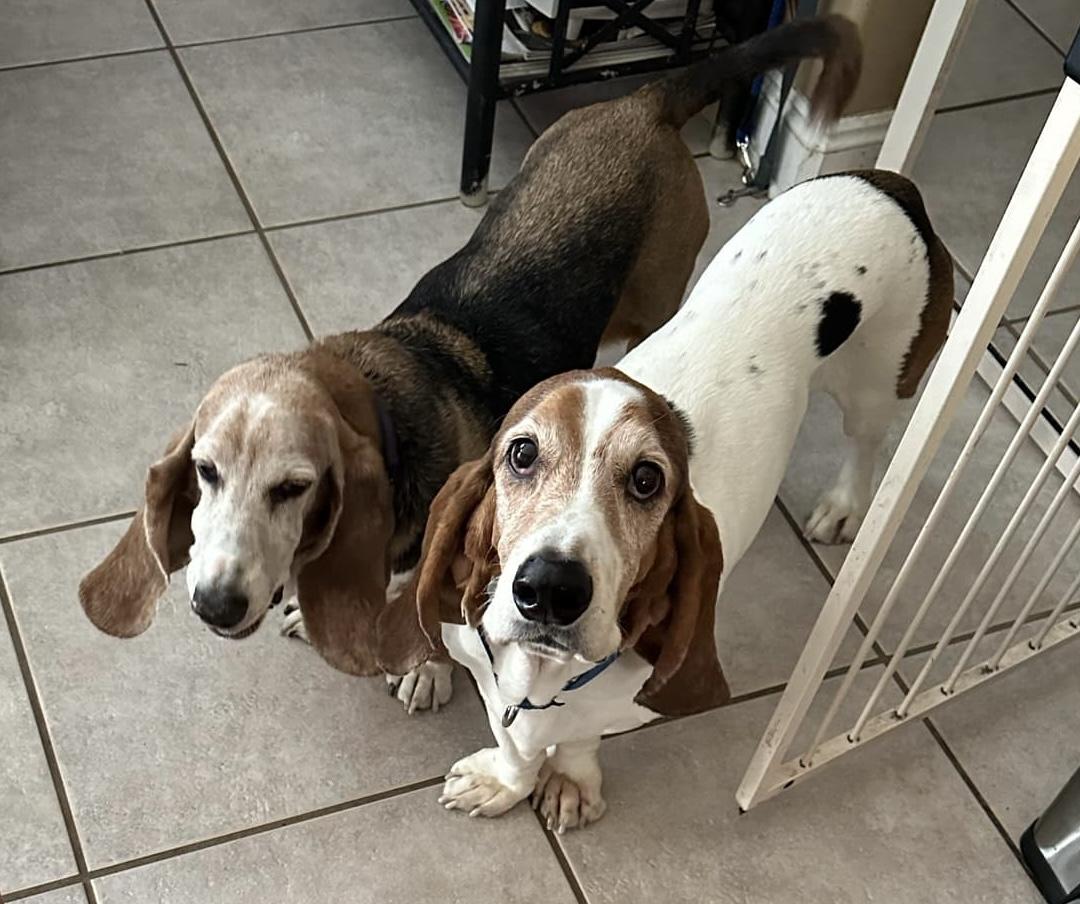 Otis , a ADOPTABLE Basset Hound in Auburndale, FL image 2/3