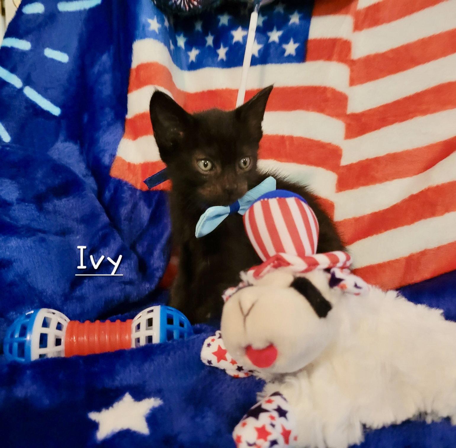 Ivy, a Adoptable Domestic Short Hair in Penndel, PA image 1/2