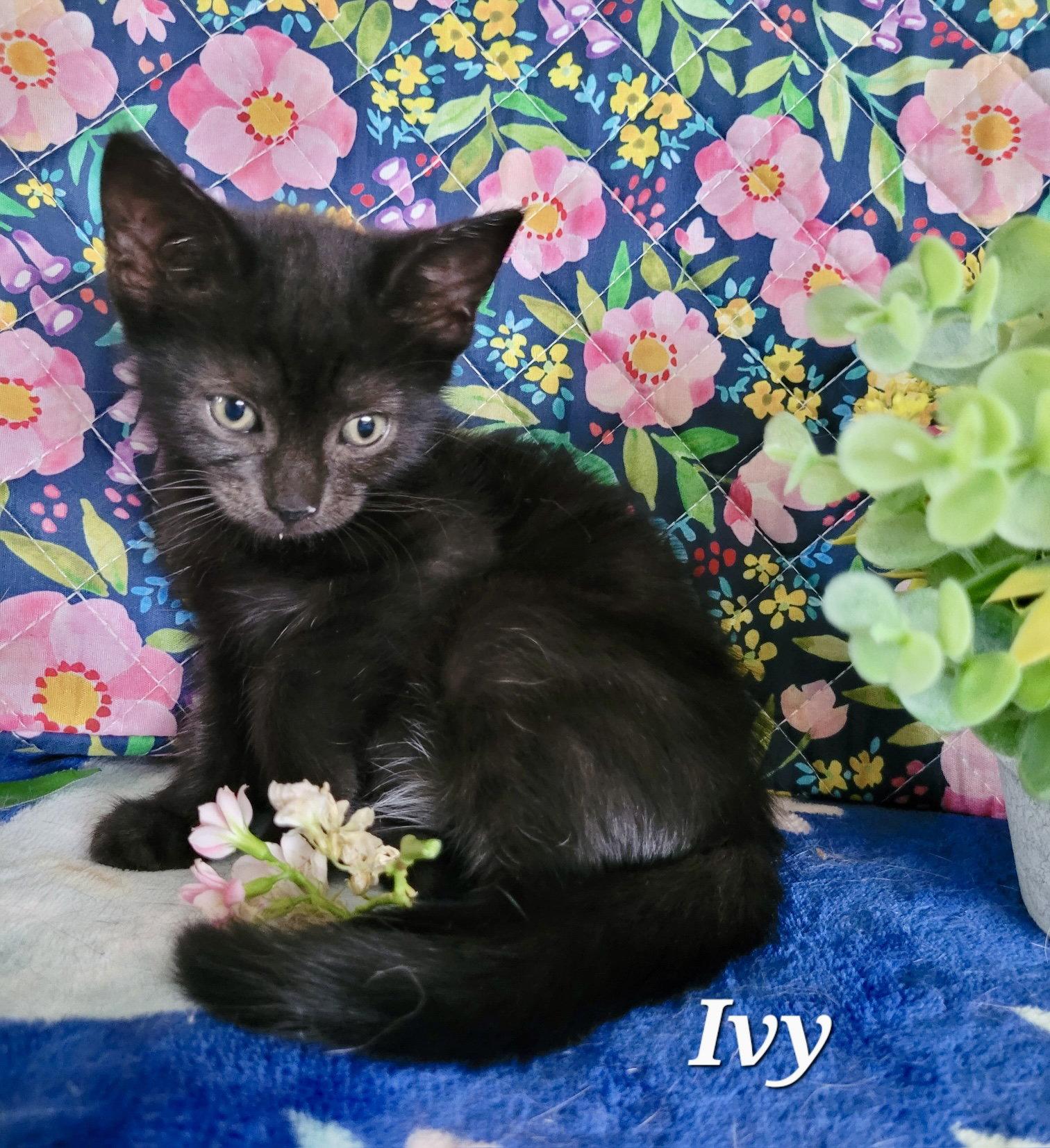Ivy, a Adoptable Domestic Short Hair in Penndel, PA image 2/2