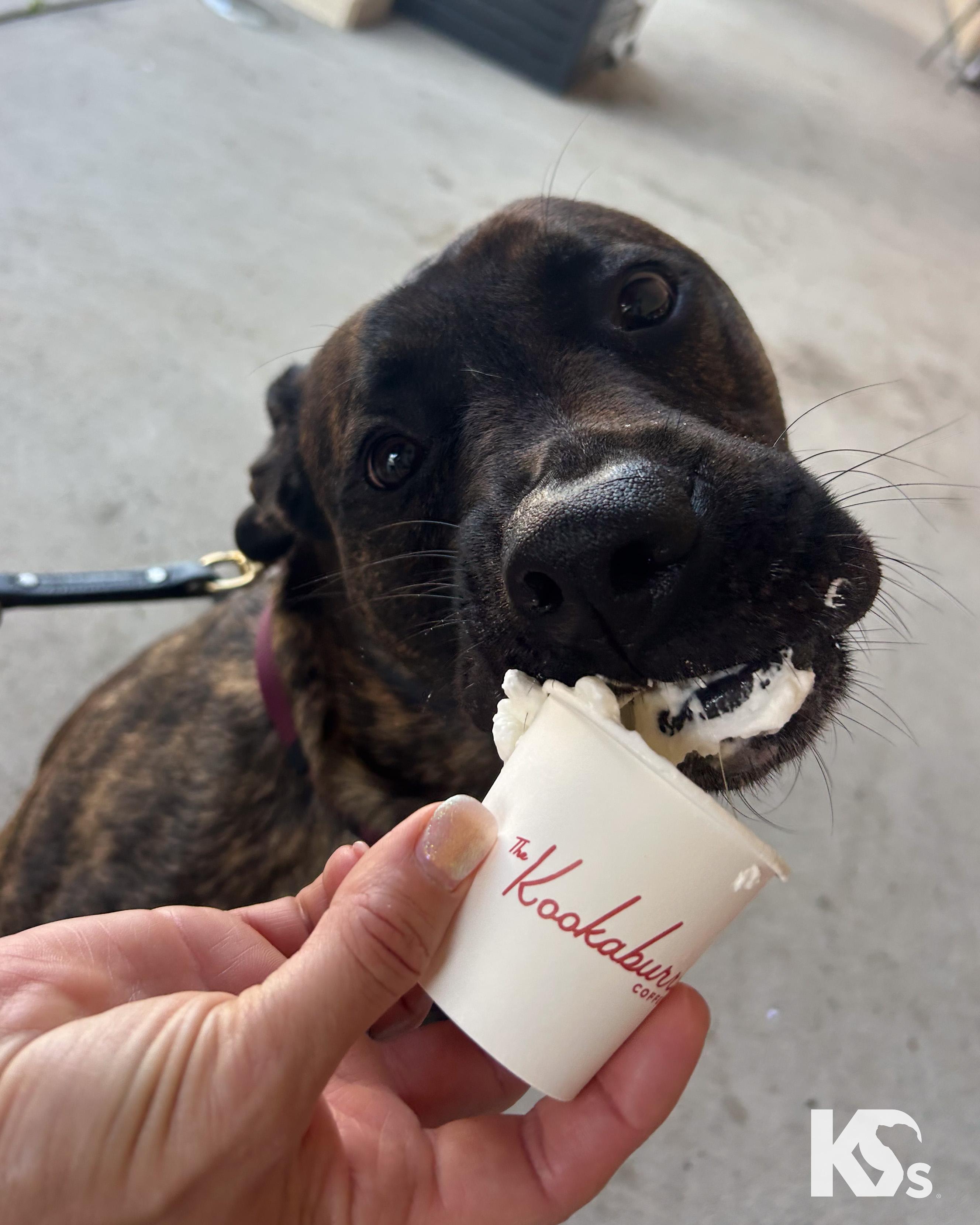 Enlarge Roscoe , a ADOPTABLE mixed breed in Ponte Vedra, FL image 3/6