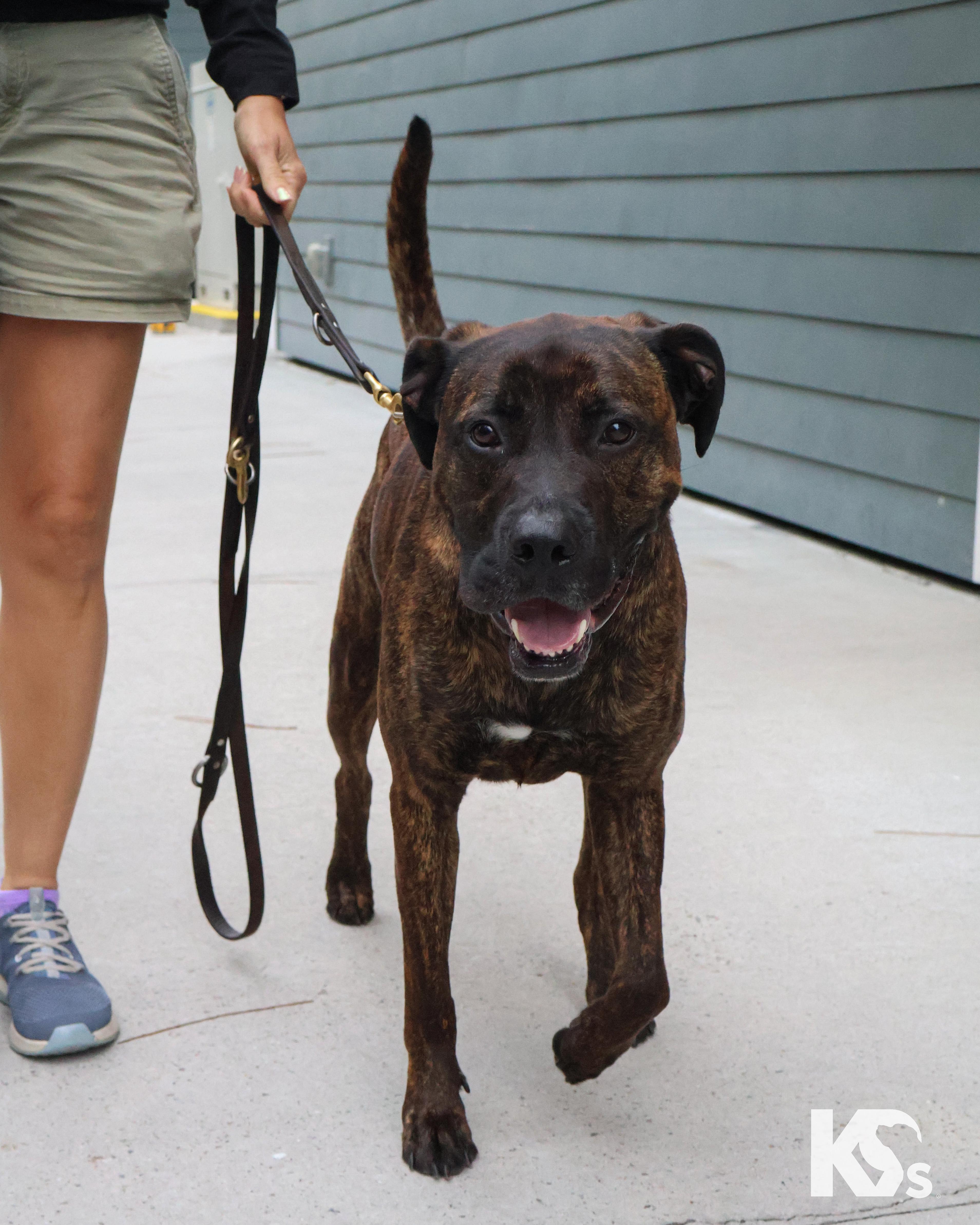 Enlarge Roscoe , a ADOPTABLE mixed breed in Ponte Vedra, FL image 4/6