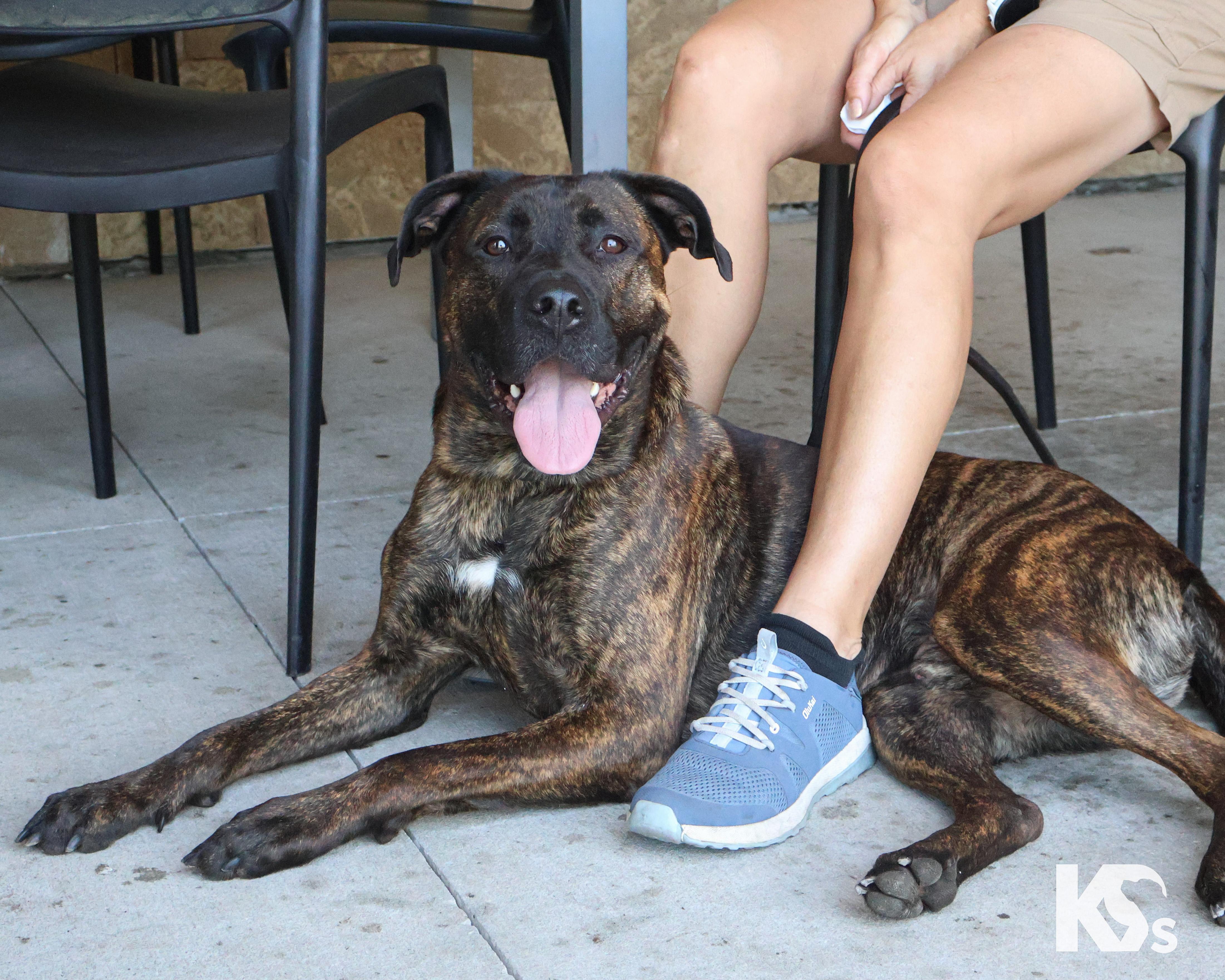 Enlarge Roscoe , a ADOPTABLE mixed breed in Ponte Vedra, FL image 1/6