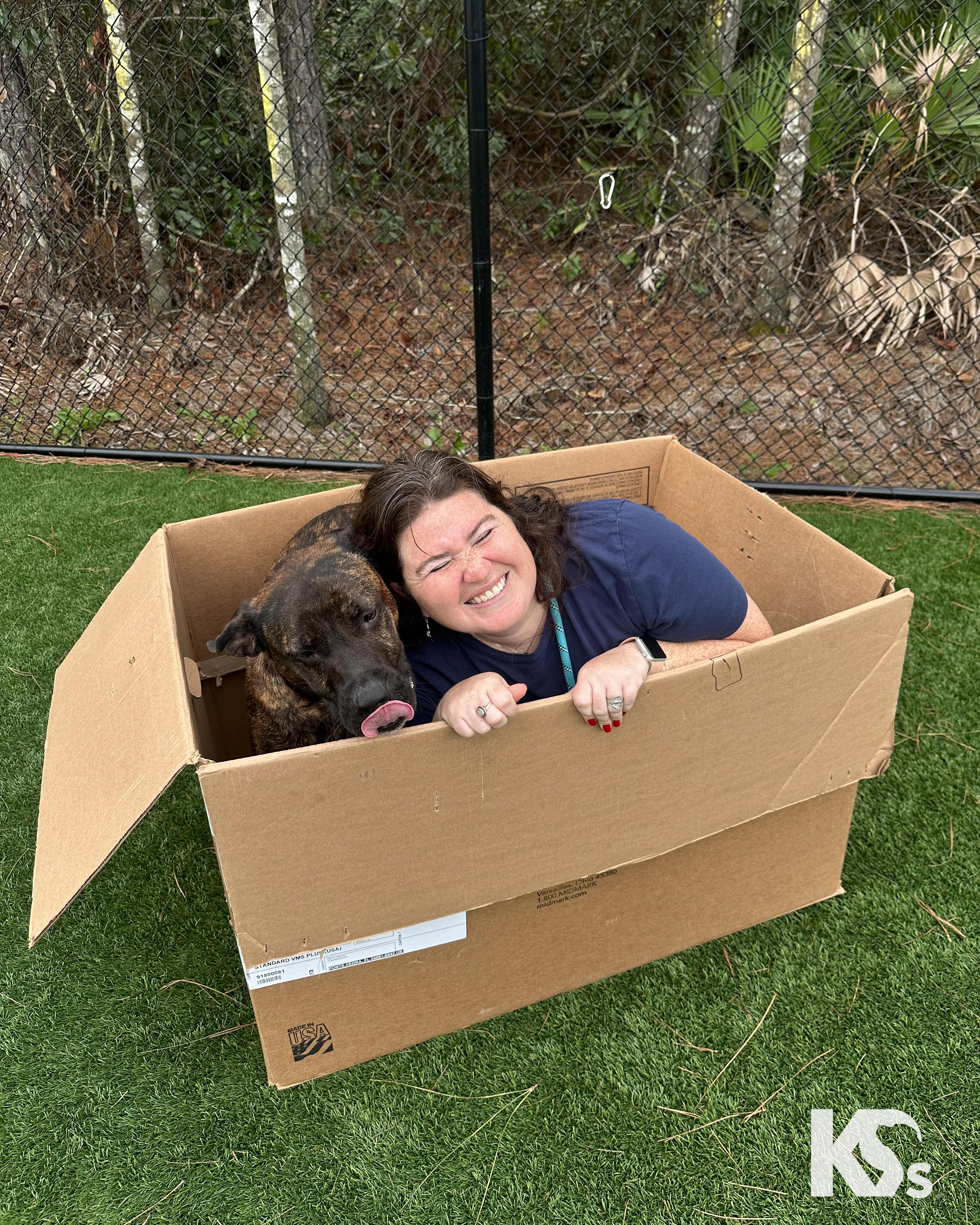 Enlarge Roscoe , a ADOPTABLE mixed breed in Ponte Vedra, FL image 6/6