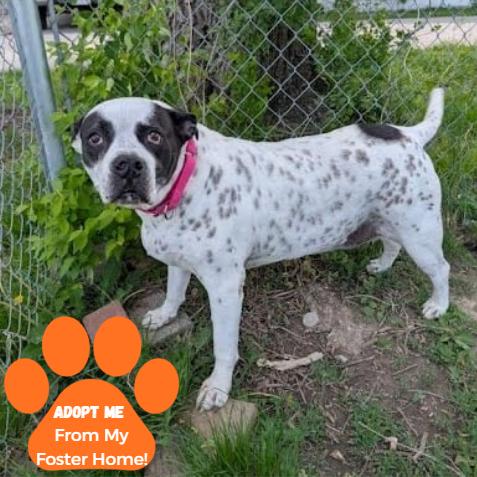 Chloe, a Adoptable Mixed Breed in Edwardsville, IL image 1/6