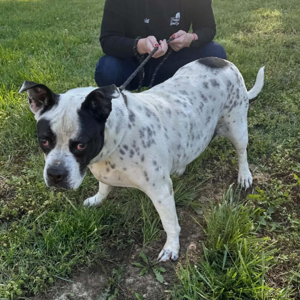 Chloe, a Adoptable Mixed Breed in Edwardsville, IL image 2/6