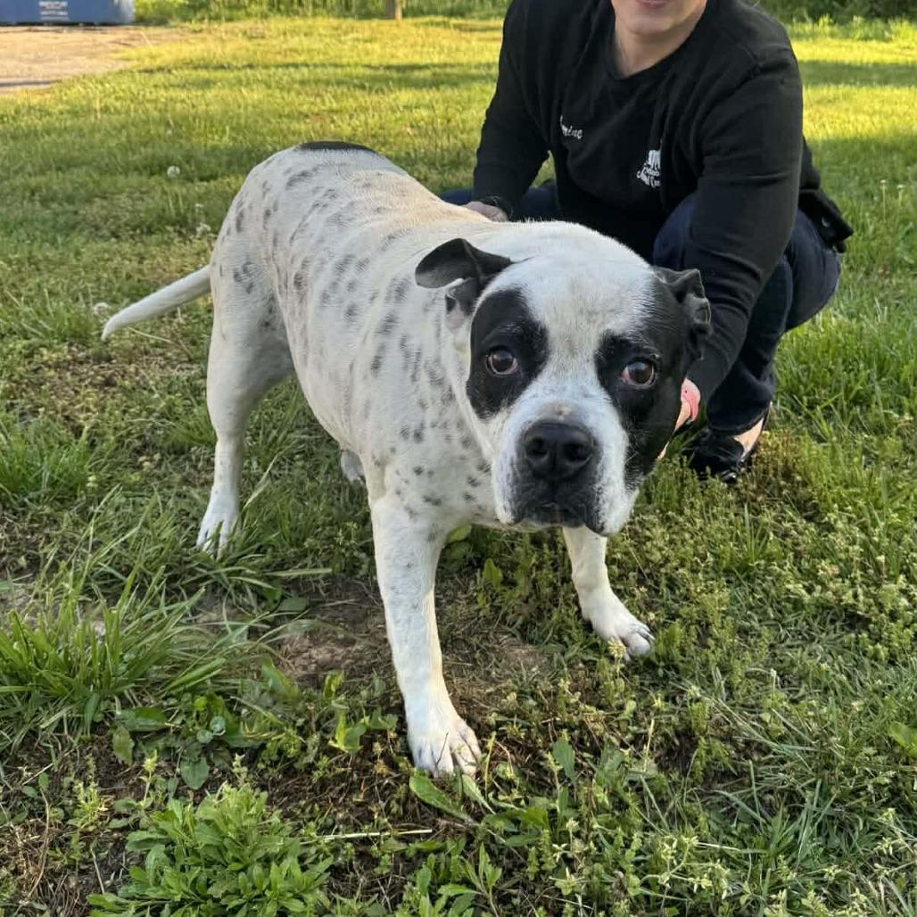 Chloe, a Adoptable Mixed Breed in Edwardsville, IL image 3/6