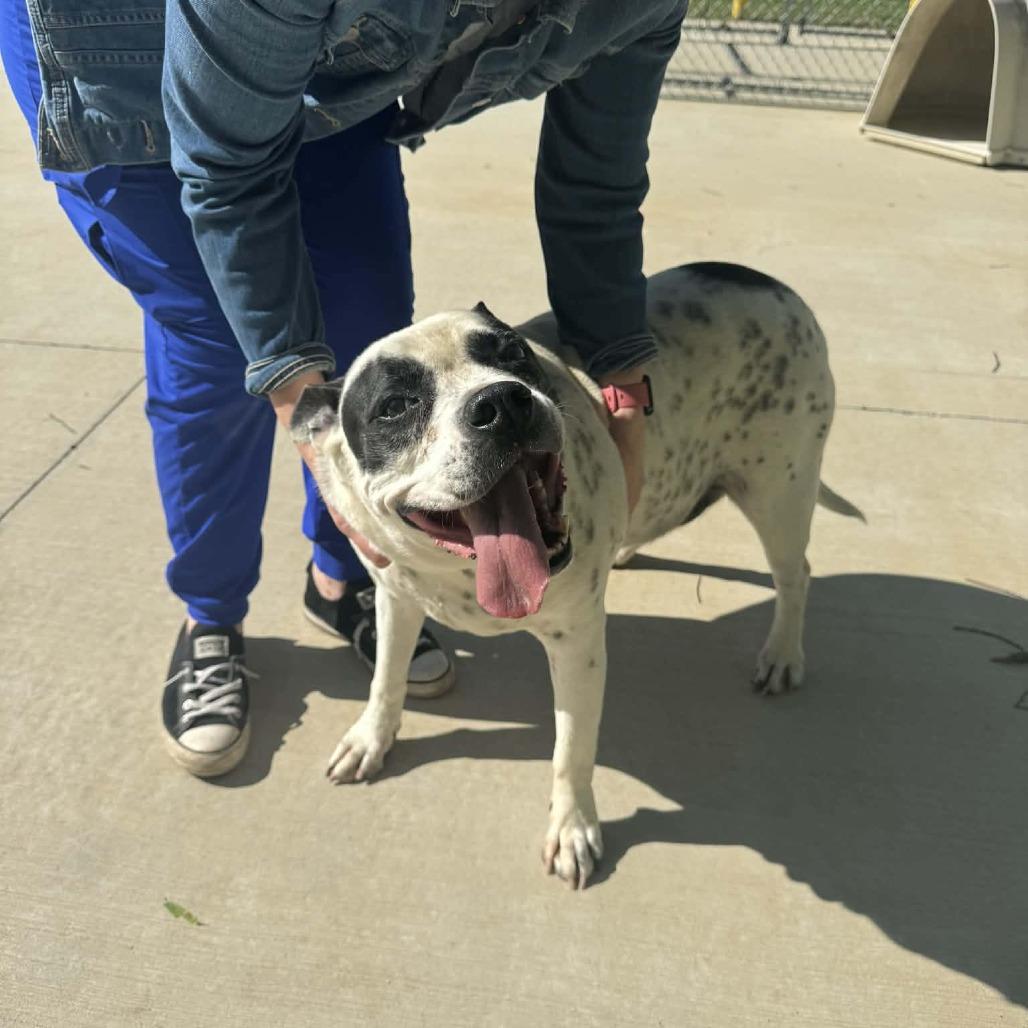 Chloe, a Adoptable Mixed Breed in Edwardsville, IL image 4/6