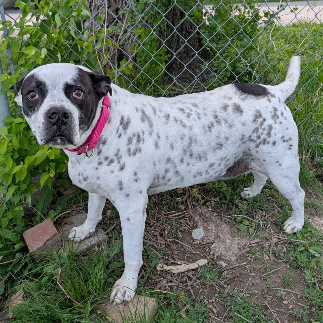 Chloe, a Adoptable Mixed Breed in Edwardsville, IL image 5/6