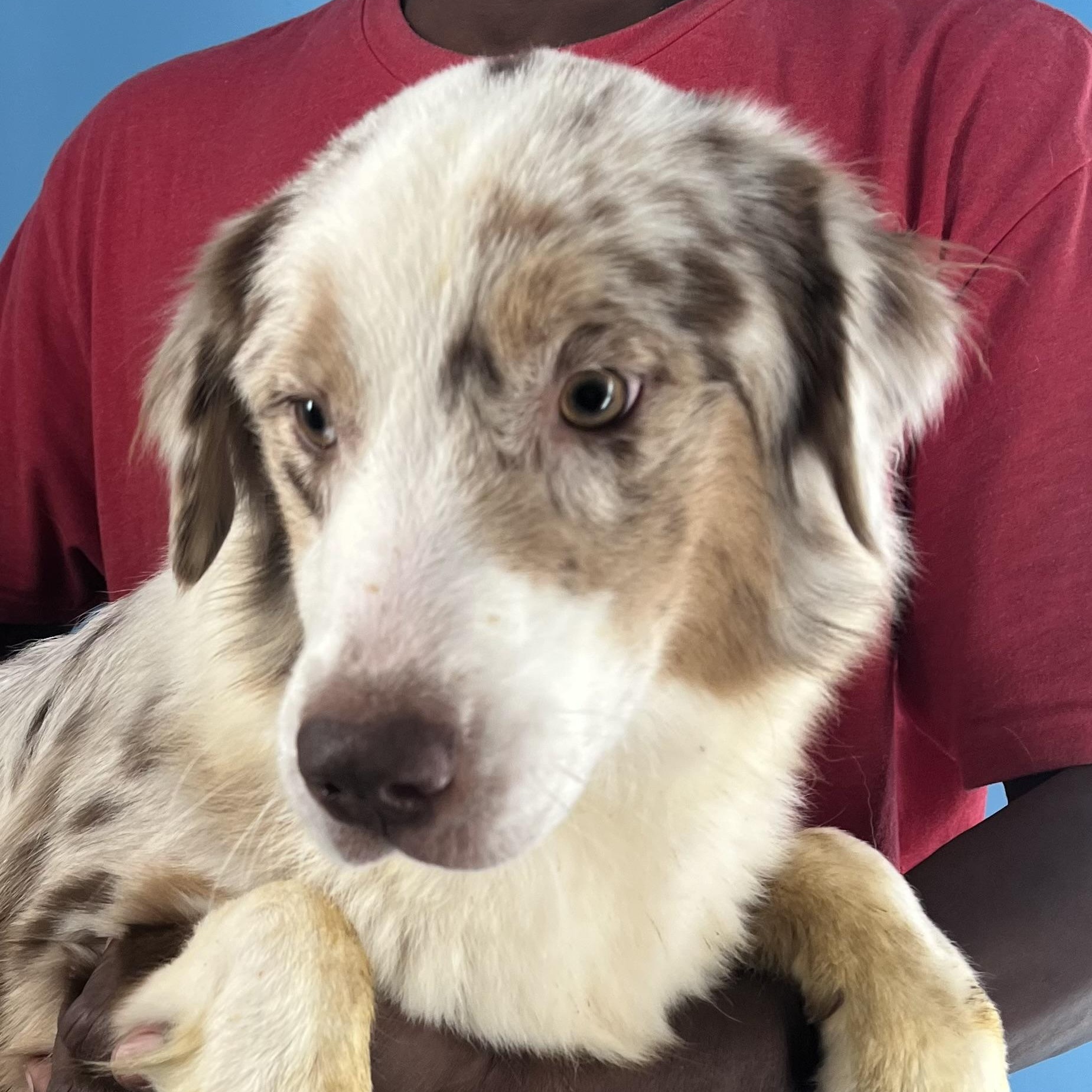 Trixie  Local Oct photo 1