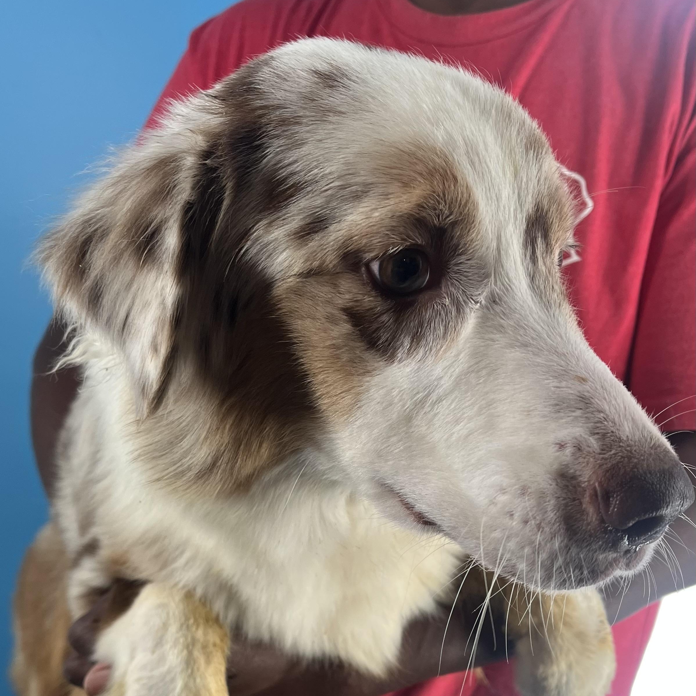 Trixie  Local Oct thumbnail 4