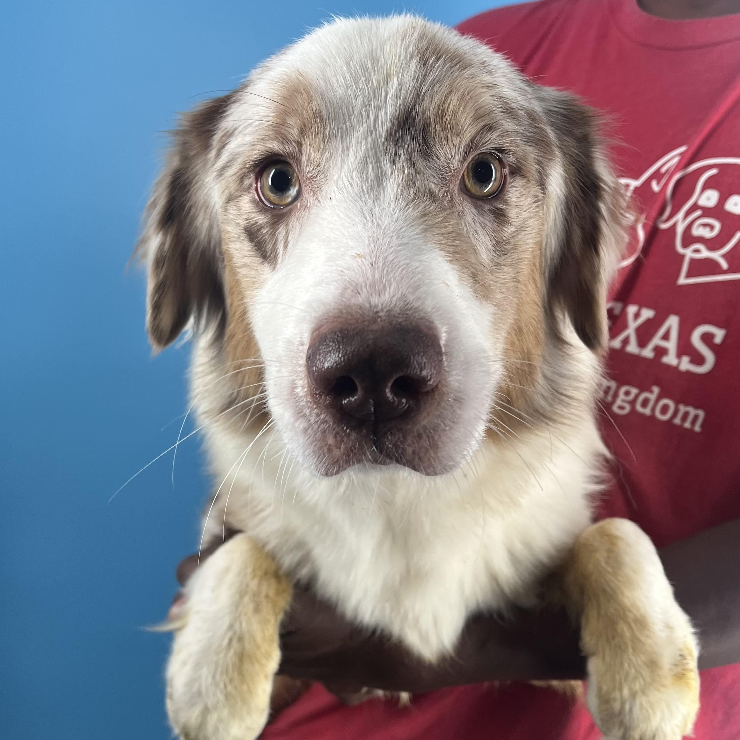 Trixie  Local Oct thumbnail 5