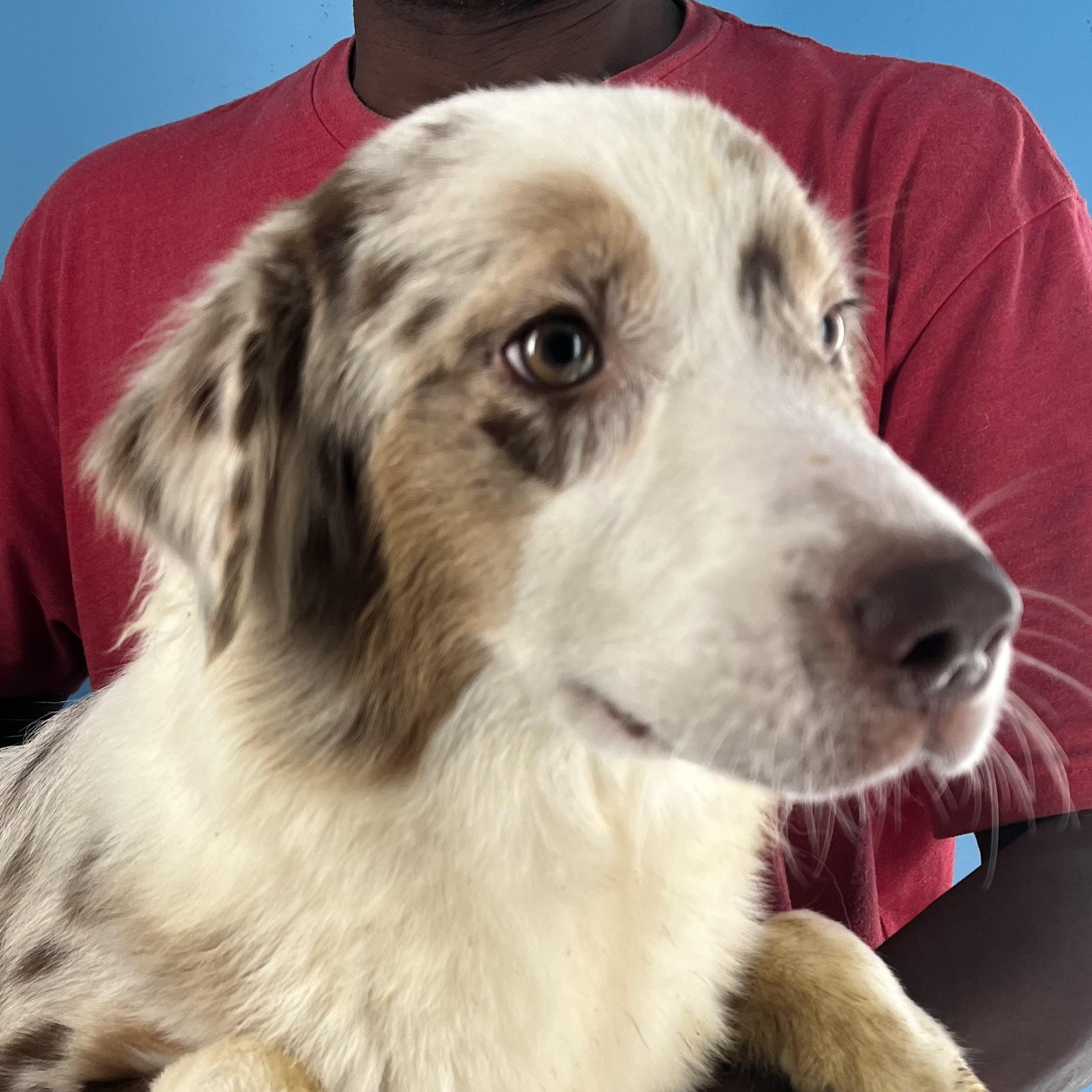 Trixie  Local Oct thumbnail 2