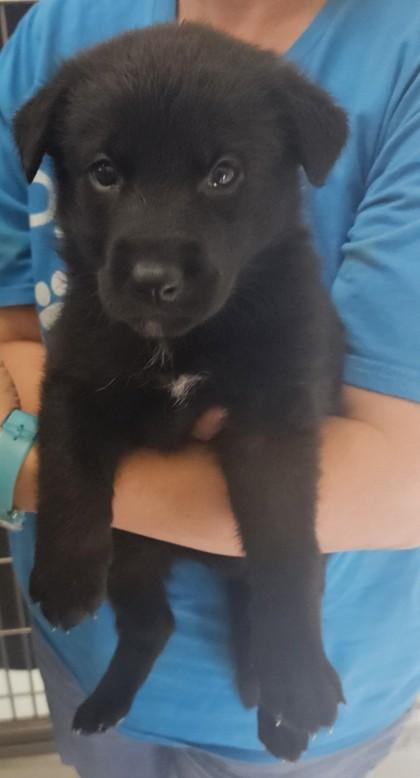 Emily, a Adoptable mixed breed in Edgewood, NM image 1/2