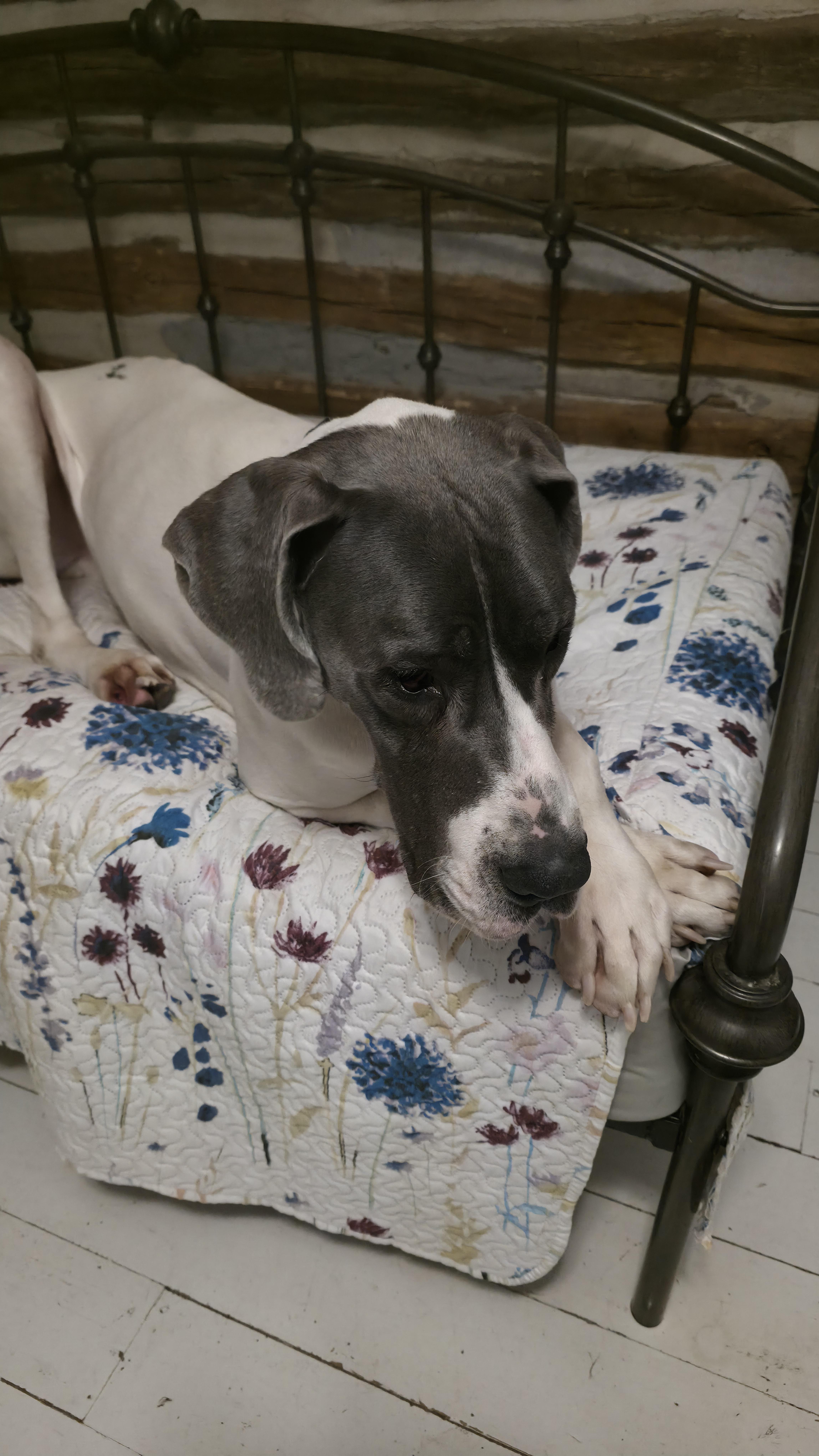 Enlarge Silas, a ADOPTABLE Great Dane in Dittmer, MO image 4/4