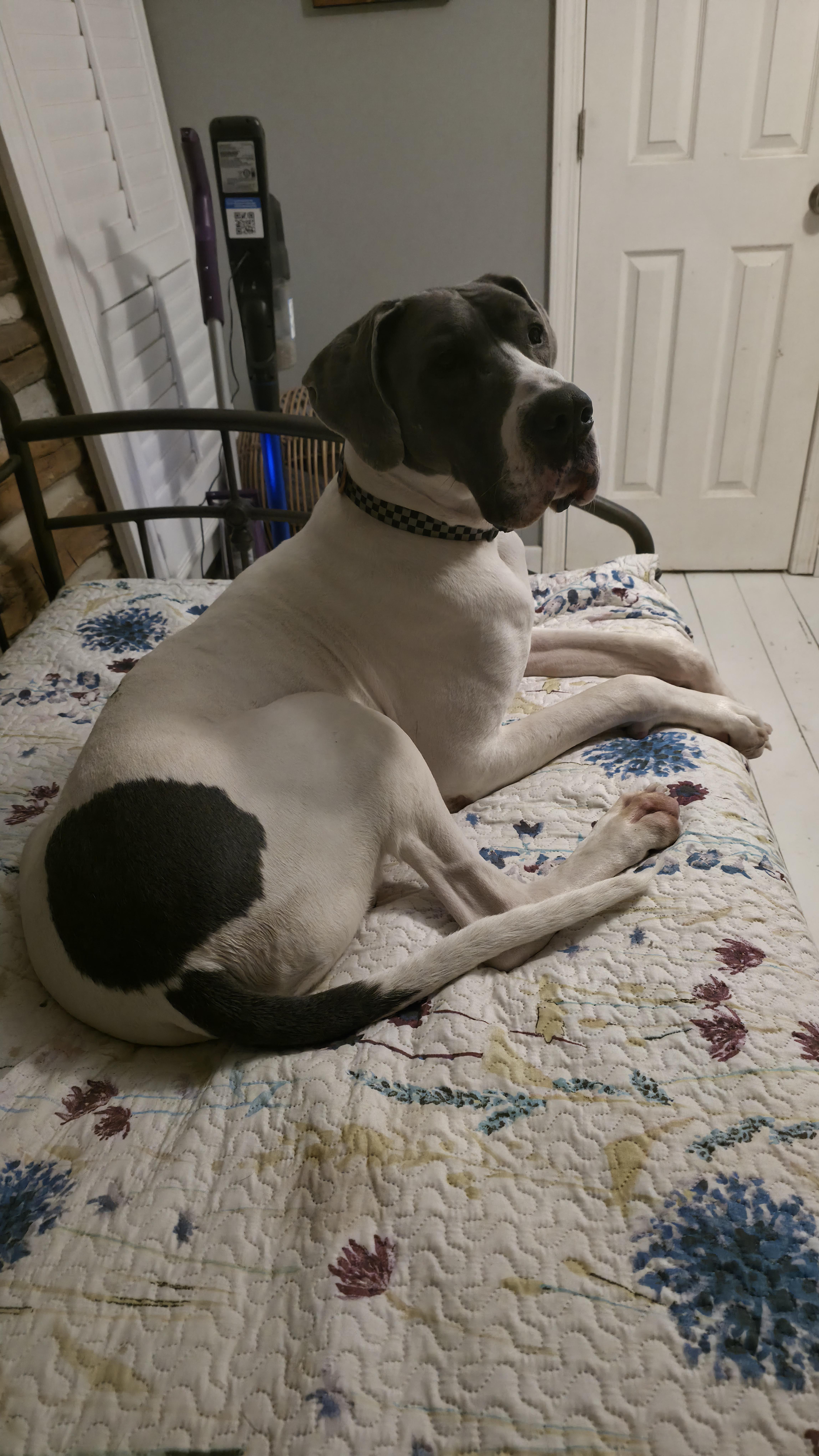 Silas, ADOPTABLE, Adult Male Great Dane.