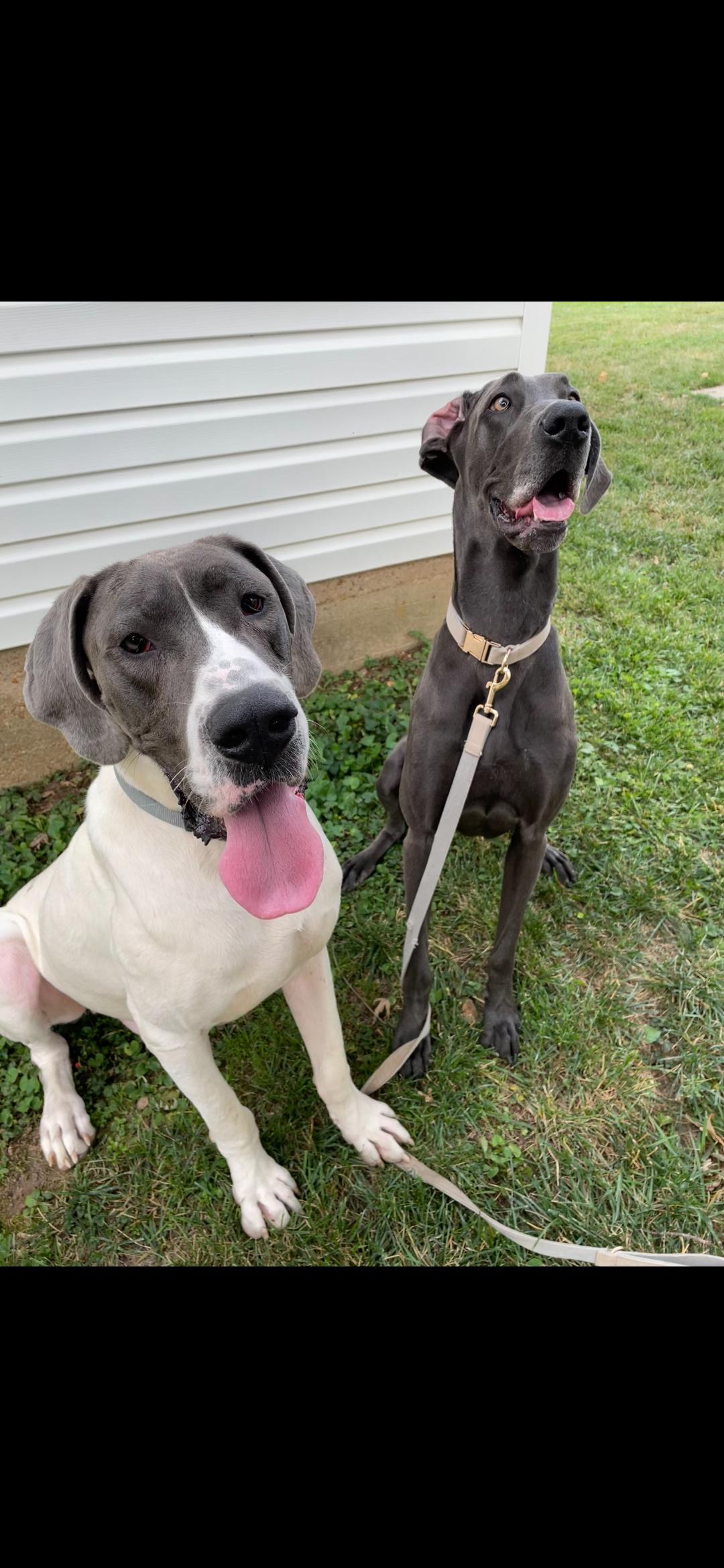 Enlarge Silas, a ADOPTABLE Great Dane in Dittmer, MO image 3/4