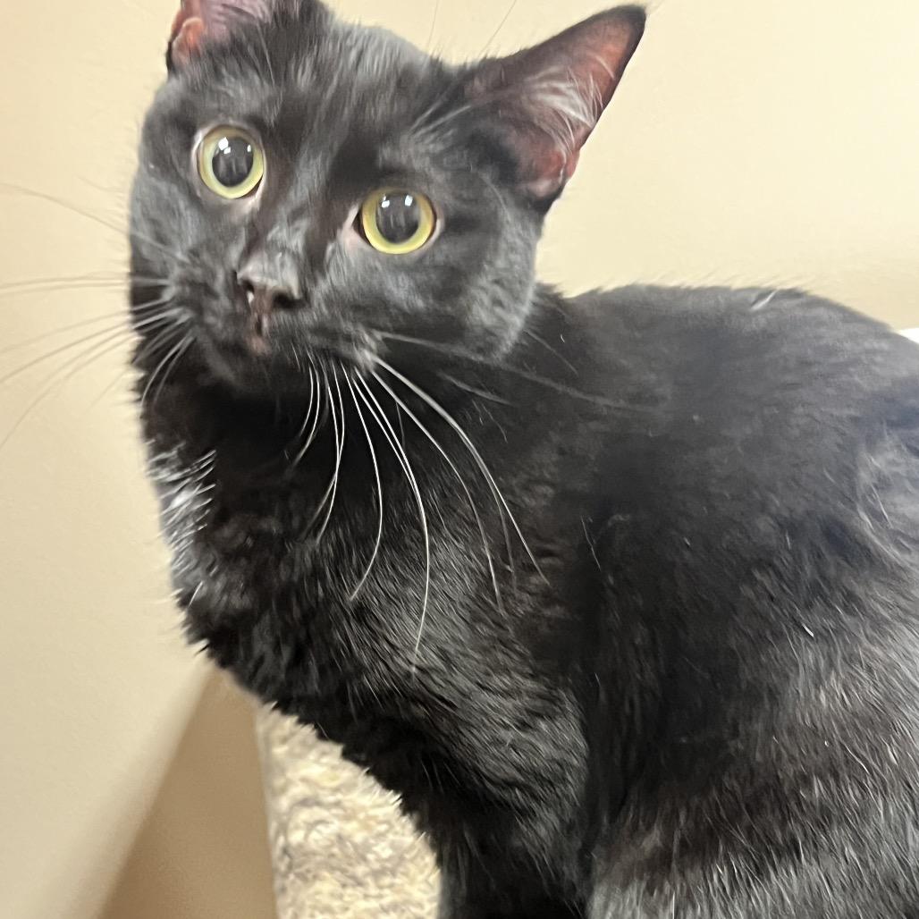 Enlarge Coal, a Adoptable Domestic Short Hair in Chillicothe, IL image 1/3