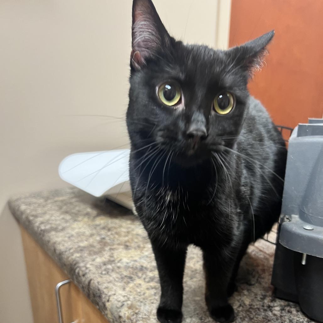 Enlarge Coal, a Adoptable Domestic Short Hair in Chillicothe, IL image 2/3