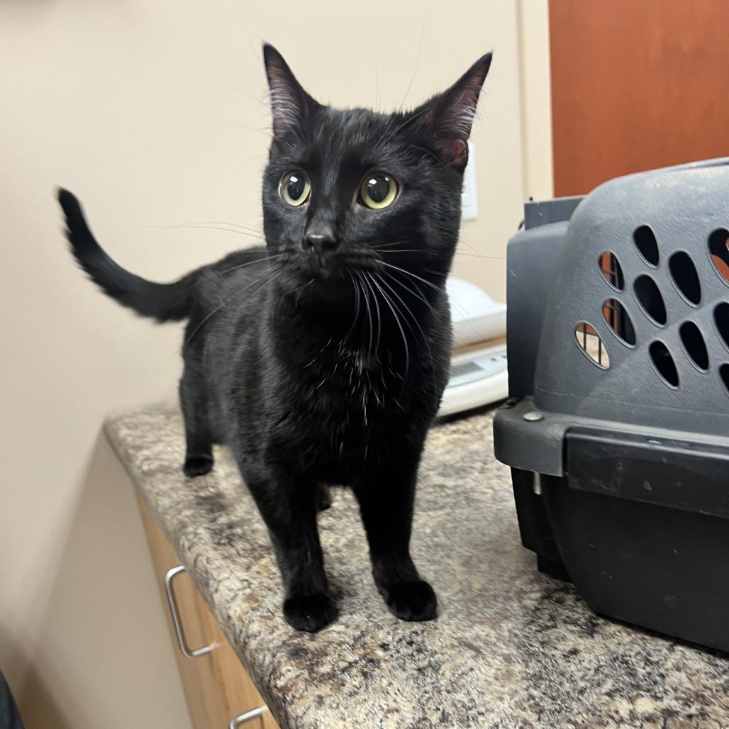 Enlarge Coal, a Adoptable Domestic Short Hair in Chillicothe, IL image 3/3