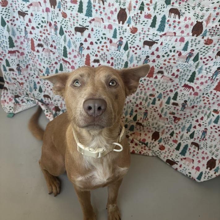 Enlarge Madeline, a Adoptable Labrador Retriever in North Charleston, SC image 2/6