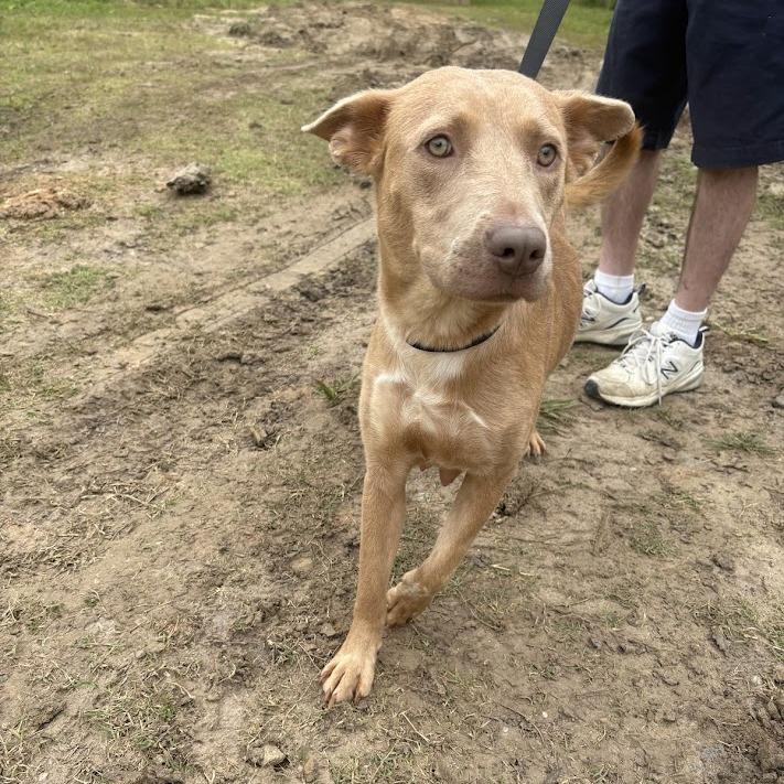 Enlarge Madeline, a Adoptable Labrador Retriever in North Charleston, SC image 2/4