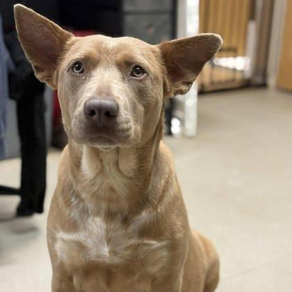 Enlarge Madeline, a Adoptable Labrador Retriever in North Charleston, SC image 3/4