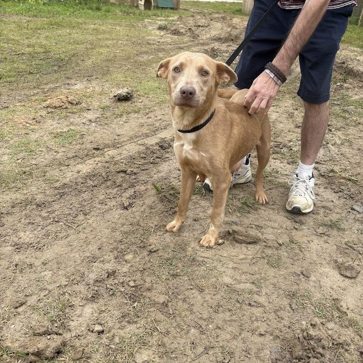 Enlarge Madeline, a Adoptable Labrador Retriever in North Charleston, SC image 4/4