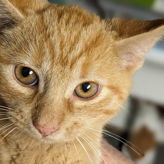 Nivellen aka "Niblet", a Adoptable mixed breed image 3/4