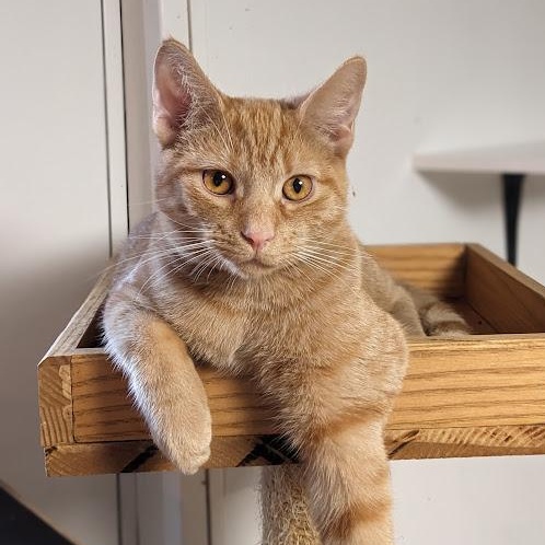 Enlarge Nivellen aka "Niblet", an adopted mixed breed in Shippenville, PA image 2/6