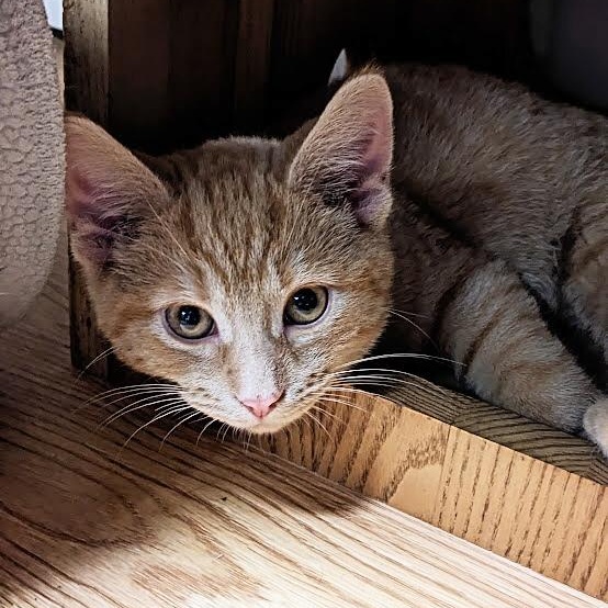 Nivellen aka "Niblet", a Adoptable mixed breed image 4/4