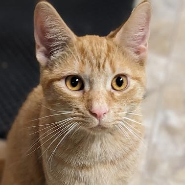 Enlarge Nivellen aka "Niblet", an adopted mixed breed in Shippenville, PA image 1/6