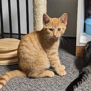 Nivellen aka "Niblet", a Adoptable mixed breed image 2/4