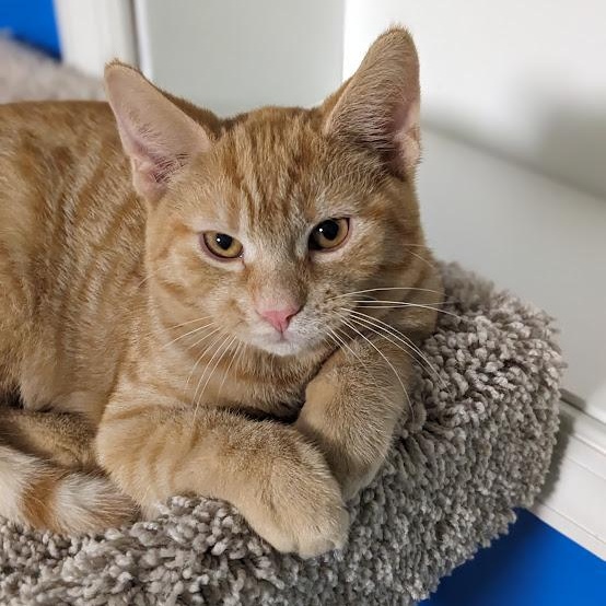 Enlarge Nivellen aka "Niblet", an adoptable mixed breed in Knox, PA image 1/6