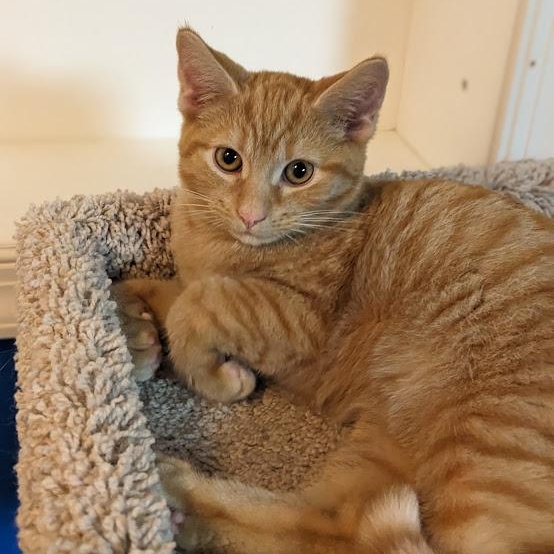 Enlarge Nivellen aka "Niblet", an adoptable mixed breed in Knox, PA image 6/6