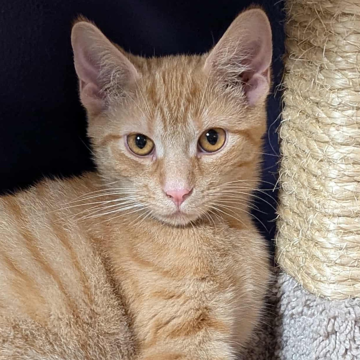 Enlarge Nivellen aka "Niblet", an adopted mixed breed in Shippenville, PA image 3/6